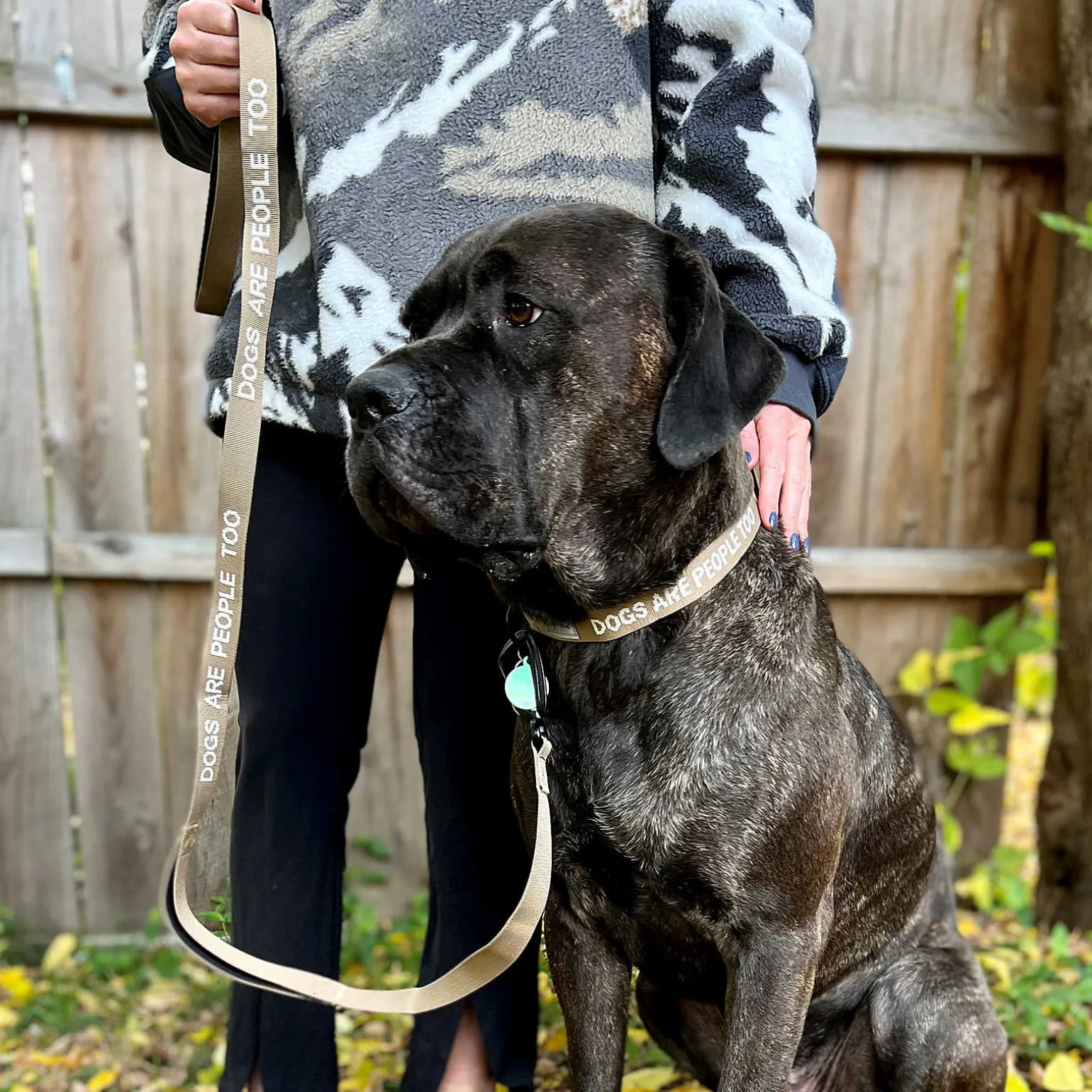Dog Collar - Accessories